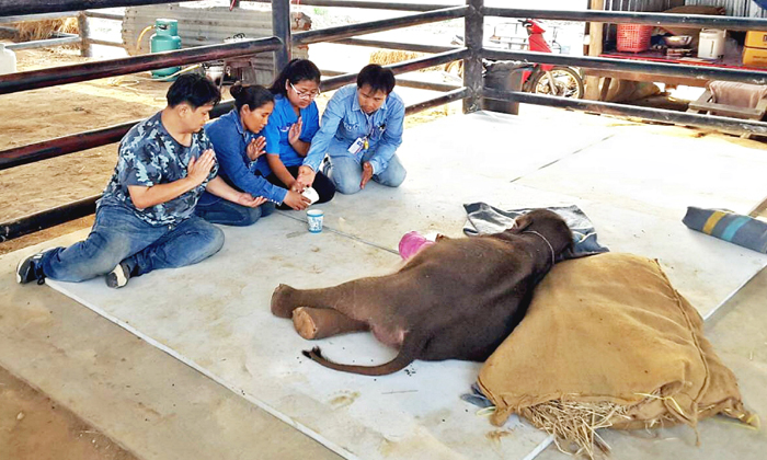 สุดยื้อ “พังใบตอง” ตายแล้ว-หลังทีมสัตวแพทย์สวนนงนุชช่วยรักษาเกือบ 1 เดือน