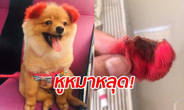เจ้าของสุดช็อก พาสุนัขแสนรักไปย้อมสีขน สุดท้ายแพ้รุนแรงจน \