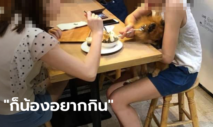 จวกยับ สาวเข้าร้านของหวานชื่อดัง เอาช้อนตักบิงซูให้หมากิน พนักงานเตือนยังเถียง