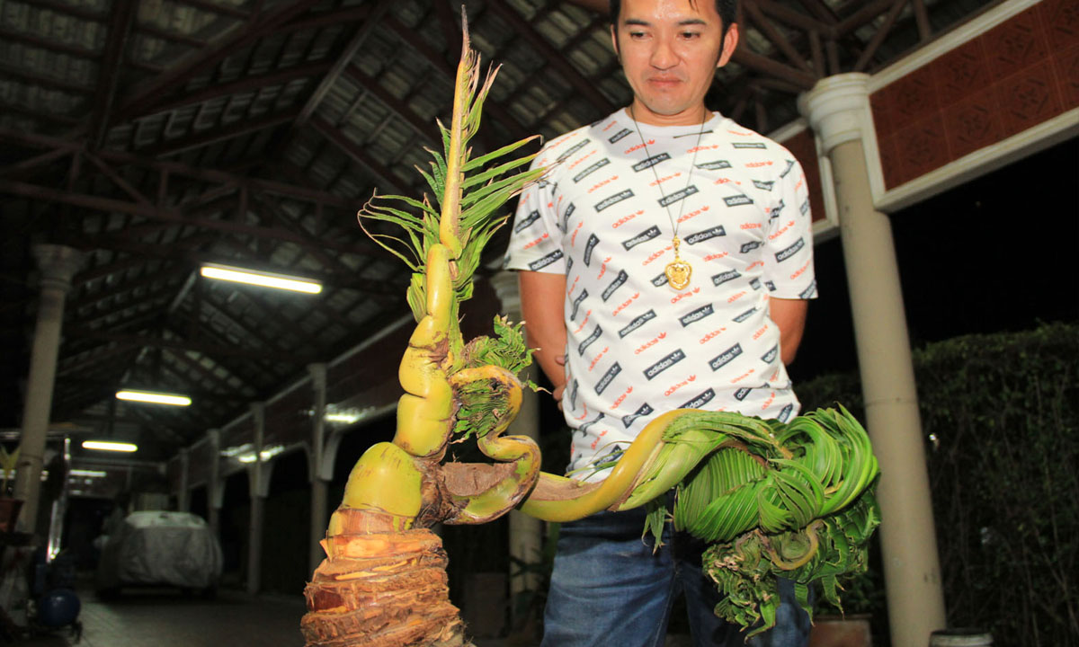 โจษจันไปไกล แห่ขอโชคลาภต้นมะพร้าวประหลาดคล้ายพญานาค 9 เศียร