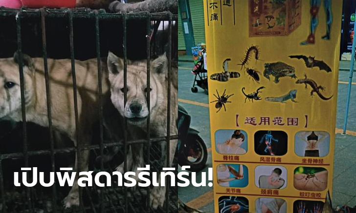 ไม่เข็ดโควิด-19! ตลาดจีนเปิดขายเนื้อสัตว์ป่าอีกแล้ว หลังสถานการณ์เริ่มดีขึ้น