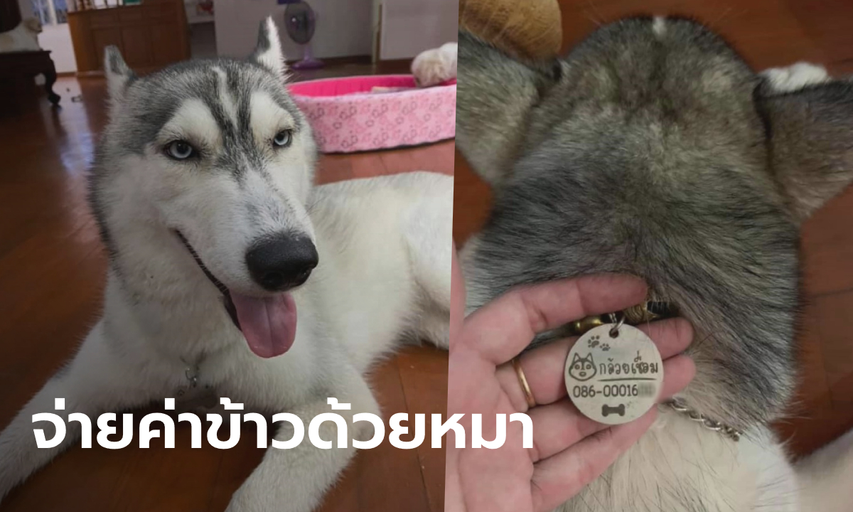 นักท่องเที่ยวแสบอุ้ม "หมาไซบีเรียน" ของหลานสาวผู้ว่าฯ ไปแลกเป็นค่าอาหาร