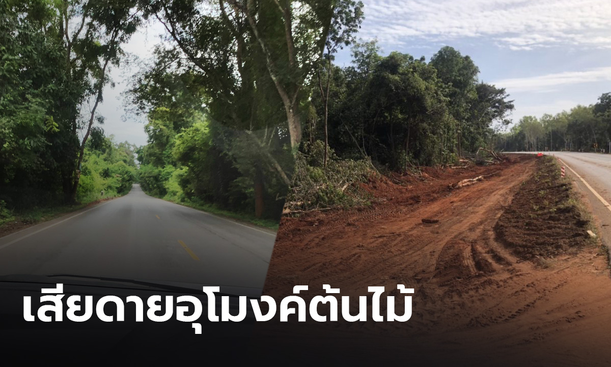 ชาวบ้านเสียดาย "อุโมงค์ต้นไม้ดงระแนง" ถูกทำลายเพราะขยายถนน