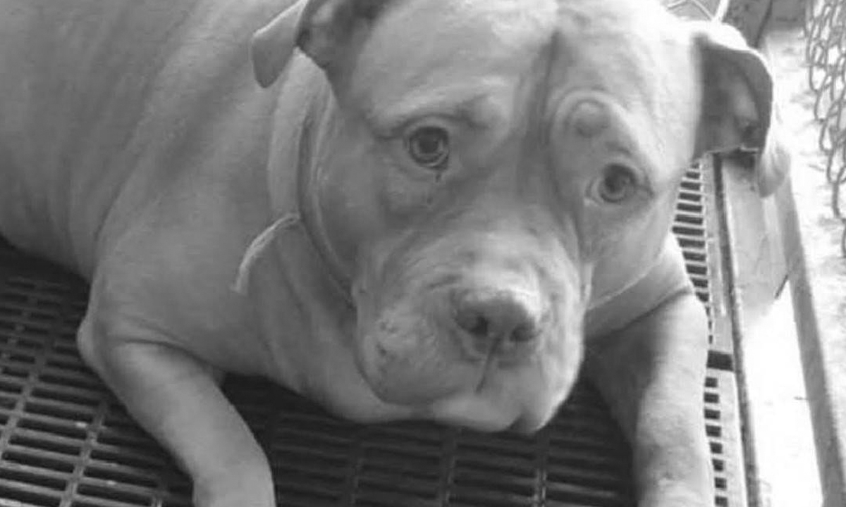 "ภูริดา" พิทบูลสุดรักของ "แม่หงส์" ตายแล้ว เจ้าของทำใจไม่ได้ เก็บใส่รถจนร่างอืด