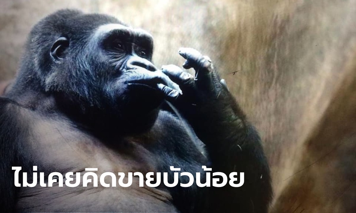 สวนสัตว์พาต้า แถลงแล้ว ไม่เคยเจรจาซื้อขาย "บัวน้อย" กอริลลาตัวสุดท้ายในไทย