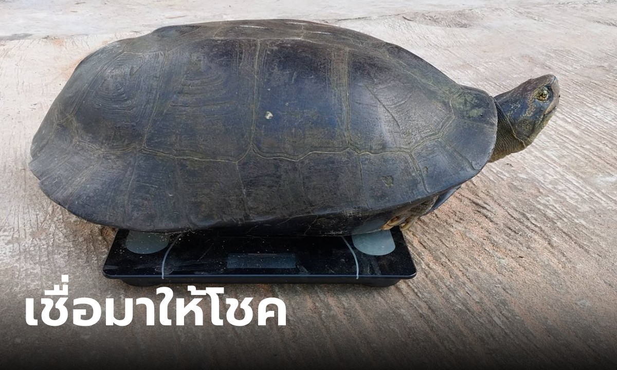 จดไว้ก่อนเลย หนุ่มเจอ "เต่ายักษ์" คลานอยู่บนถนน รวมมาให้แล้วทั้งน้ำหนัก-เลขธูป