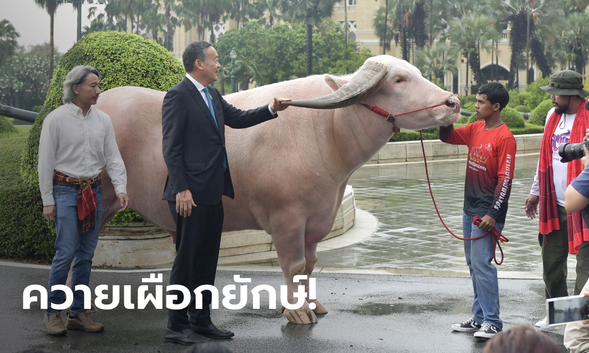 น้องหล่อมาก! “โก้ เมืองเพชร” ควายเผือกซุปตาร์เข้าทำเนียบ พบนายกฯ เศรษฐา