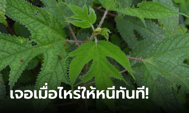 หนุ่มสัมผัส \