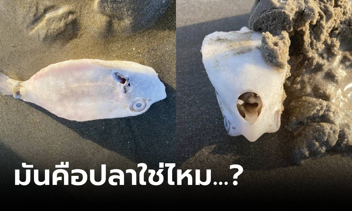 รู้แล้วตัวอะไร! หนุ่มไปทะเลเจอปลาแปลก ผู้รู้เฉลยม้วนเดียวจบ มีพิษไหม กินได้หรือเปล่า?