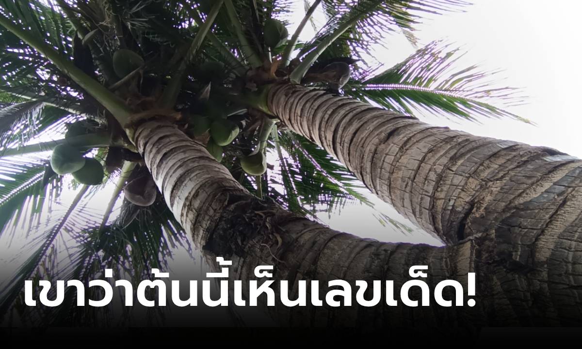 เห็นเลขไหม? ต้นมะพร้าวแปลก 2 ยอด เจ้าของเห็นเลขเด็ด ถูกหวยรับทรัพย์มาแล้ว!