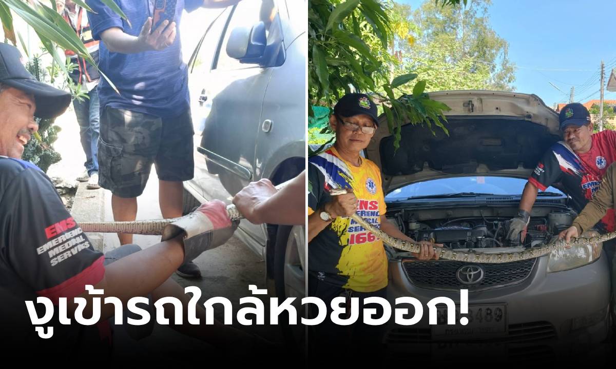 มาก่อนวันหวยออก! งูเหลือมเข้าห้องเครื่องเก๋ง ส่องป้ายทะเบียน "เลขเด็ด" ลุ้นรวยงวดนี้