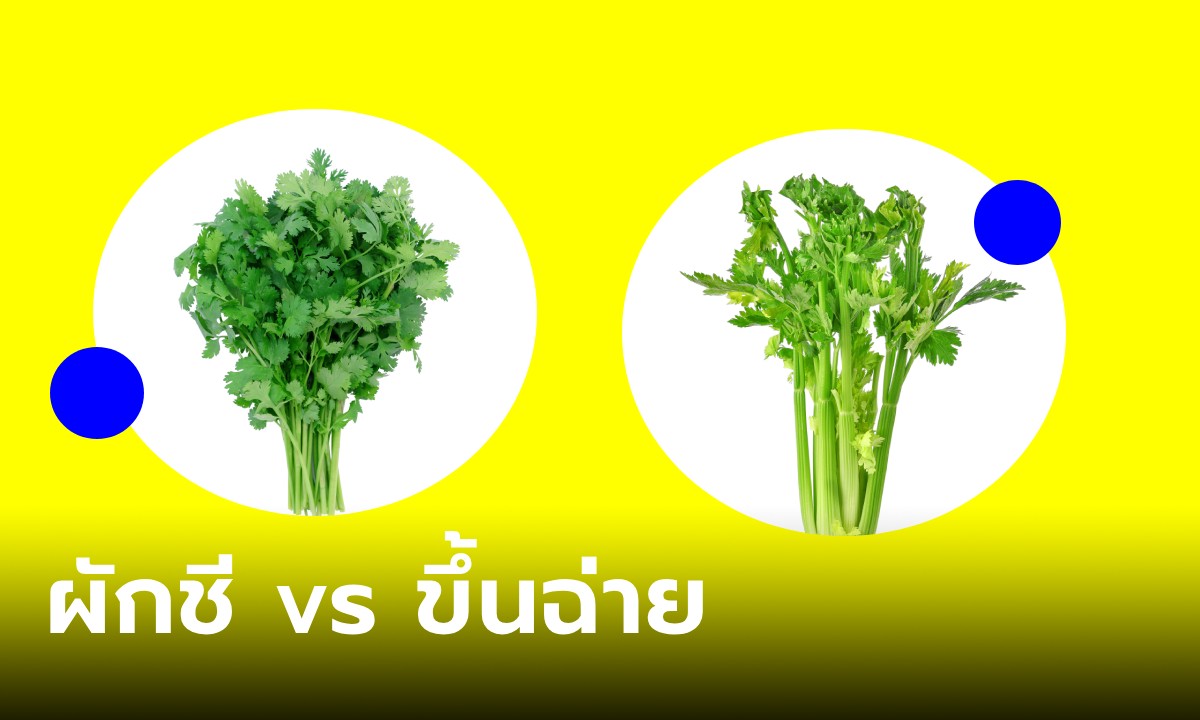 รู้ยัง! “ผักชี” กับ “ขึ้นฉ่าย” แตกต่างกันอย่างไร?