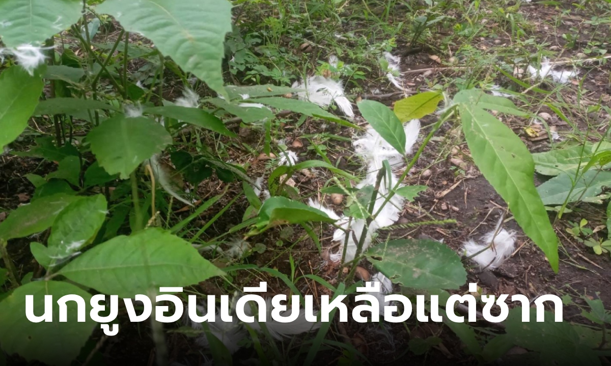 เฉลย ทำไมสั่งจับตาย "นกยูงอินเดีย-นกยูงพันธุ์ผสม" ในป่าห้วยขาแข้ง โหดร้ายไปไหม?