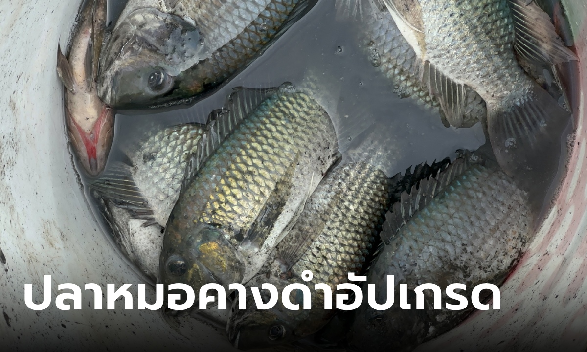 ตะลึง "ปลาหมอคางดำ" ทนทายาด น้ำร้อนก็ไม่น็อก ฆ่าปลากะพงทางอ้อมตายยกบ่อ