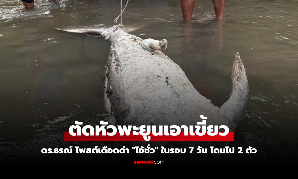 ดร.ธรณ์ โพสต์เดือดด่า “ไอ้ชั่ว” ตัดหัวพะยูนเอาเขี้ยว ในรอบ 7 วัน โดนไปแล้ว 2 ตัว