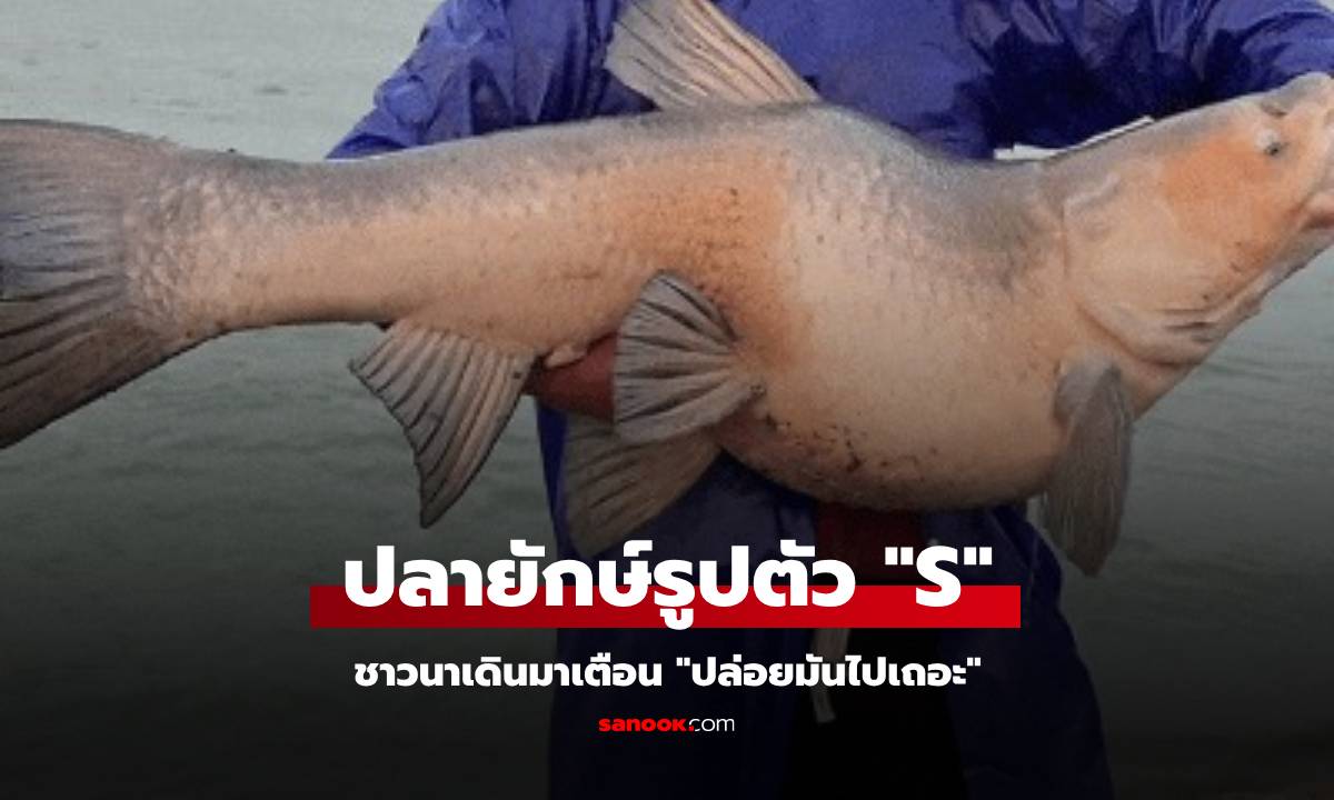 จับปลาใหญ่หนัก 50 กก. แต่ลำตัวโค้งเป็นตัว S ชาวนาเดินมาพูดทันที \