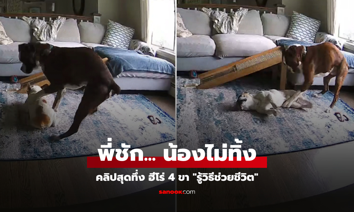 หมาฮีโร่! เพิ่งเคยเห็นพี่ชักครั้งแรก ไม่เคยเรียนแต่ \