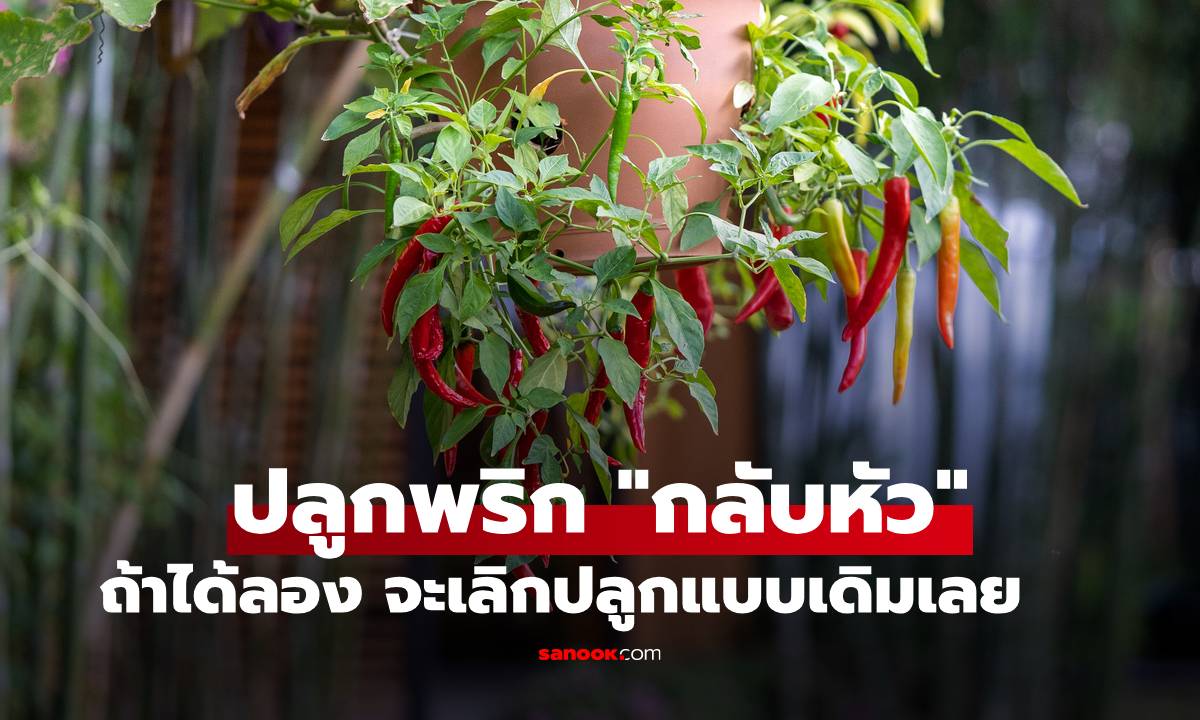 เพิ่งรู้! วิธีปลูกพริกแบบ "กลับหัว" ได้ผลโคตรดี ลองทำตามกันดู