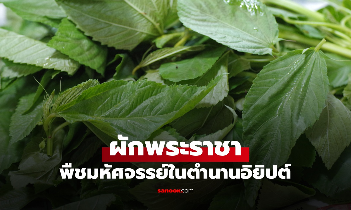 รู้จัก "ผักพระราชา" พืชมหัศจรรย์ในตำนานอิยิปต์ สรรพคุณจุกๆ 10 ข้อ ที่ไทยก็มีขาย