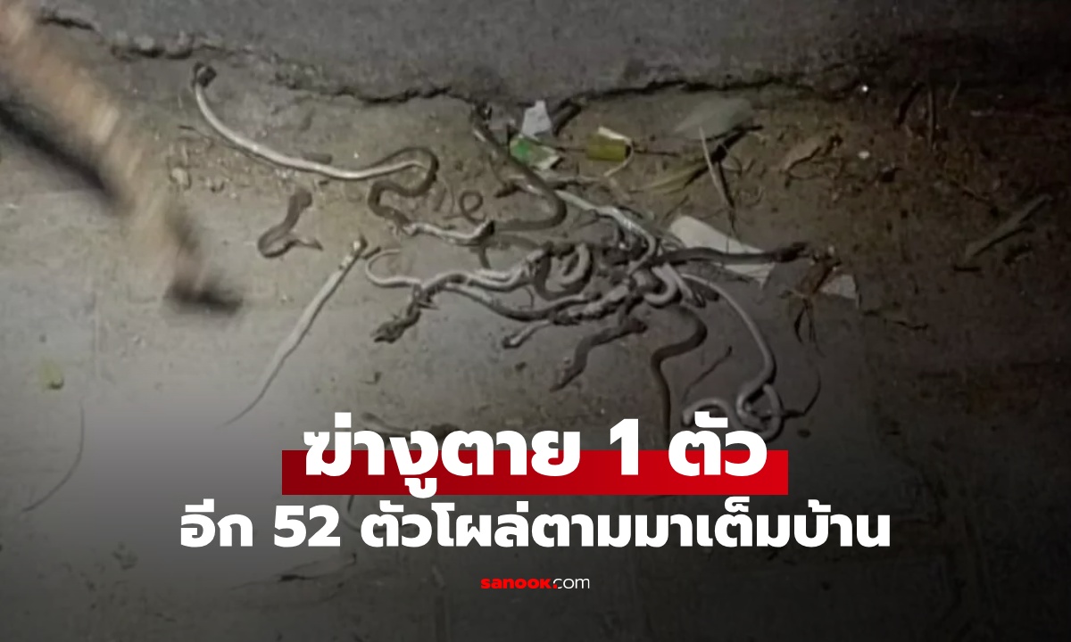ชายฆ่างูตาย 1 ตัว สุดช็อกเจออีก 52 ตัว เลื้อยตามมายั้วเยี้ยเต็มบ้าน สุดท้ายจบเศร้า
