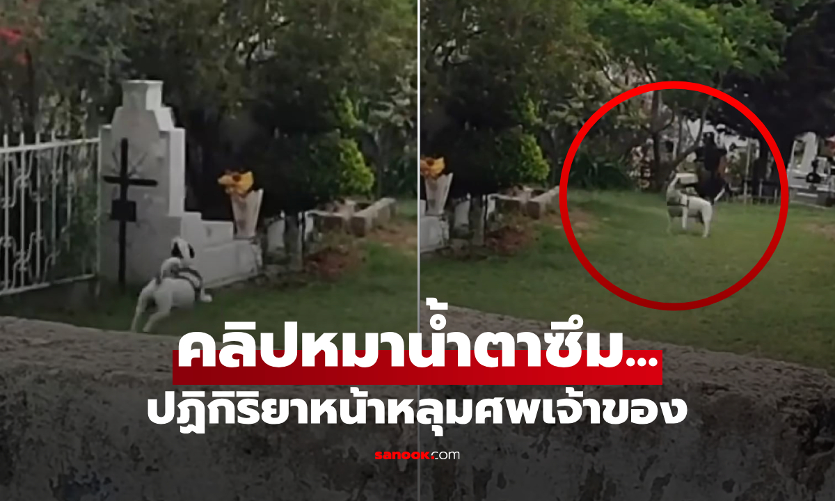 เยี่ยมพ่อที่สุสาน จู่ๆ สุนัขแสนรัก \