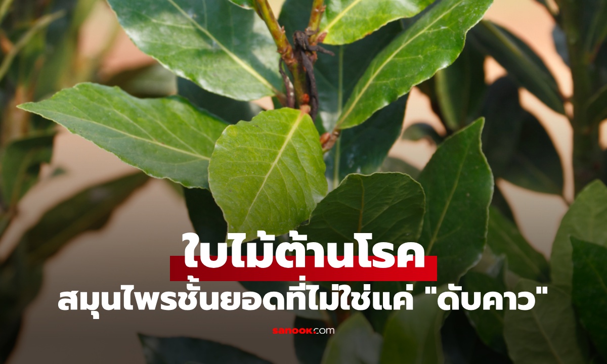 รู้จัก ใบไม้ต้านโรค สมุนไพรชั้นยอดที่ไม่ใช่แค่ "ดับคาว" เมืองนอกขายแพงกิโลละหลายพัน