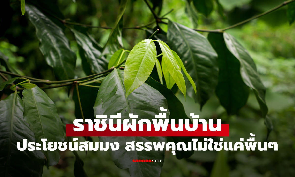 รู้จัก "ราชินีผักพื้นบ้าน" ประโยชน์สมมง ต้านมะเร็ง บำรุงสมอง เสริมสร้างกระดูก