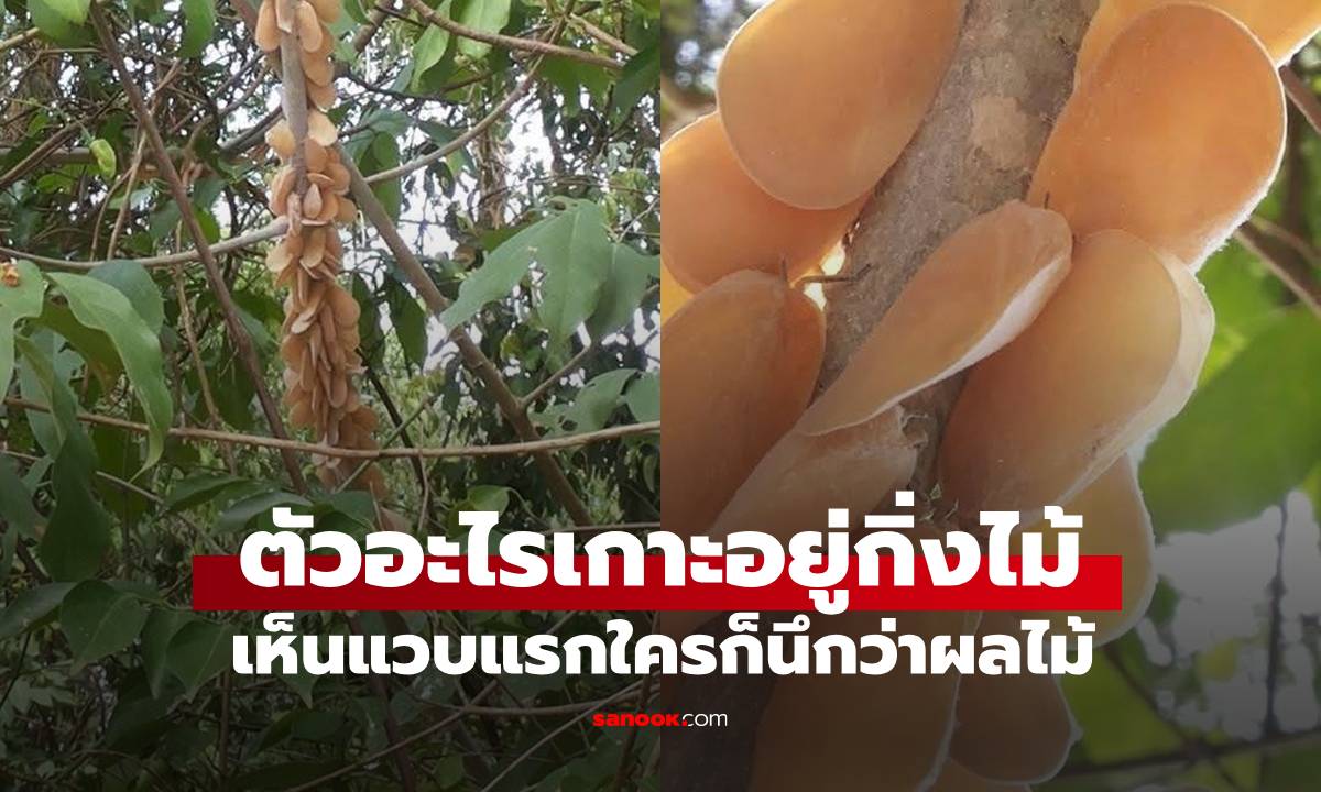 นี่ตัวอะไร? เห็นเกาะอยู่ตามกิ่งต้นไม้ แวบแรกใครก็นึกว่าผลไม้ ก่อนผู้รู้มาเฉลย