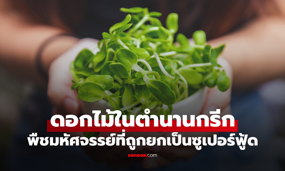 จากตำนานกรีก "ดอกไม้แห่งรักมั่นคง" สู่ตำราพืชผักมหัศจรรย์ ทั่วโลกยกเป็นซูเปอร์ฟู้ด