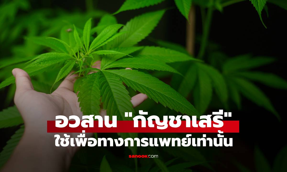 อวสานกัญชาเสรี! รมว.สาธารณสุข เซ็นประกาศควบคุม ใช้เพื่อทางการแพทย์เท่านั้น