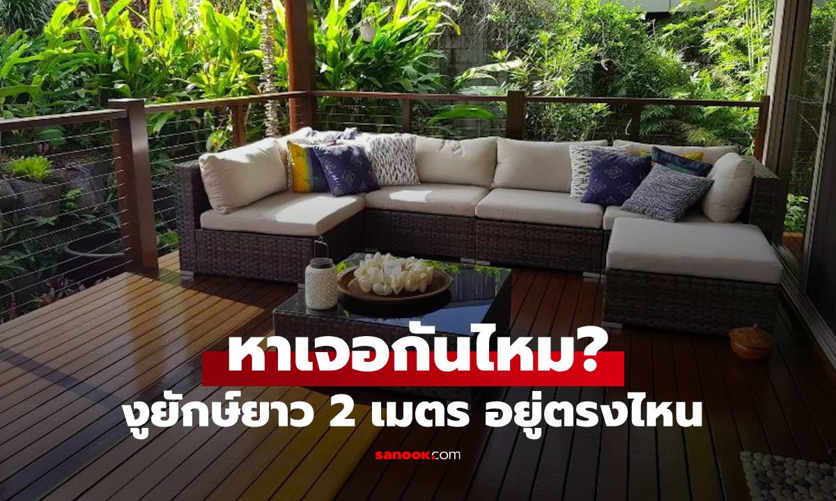 แบบทดสอบสายตา! มองเผินๆ เหมือนไม่มีอะไร แต่จริงๆ มีงูยักษ์ยาว 2 เมตรซ่อนอยู่!