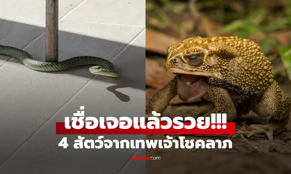 ไม่ใช่แค่งู! 4 สัตว์ดูน่ากลัว แต่เชื่อคือผู้ส่งสาร \