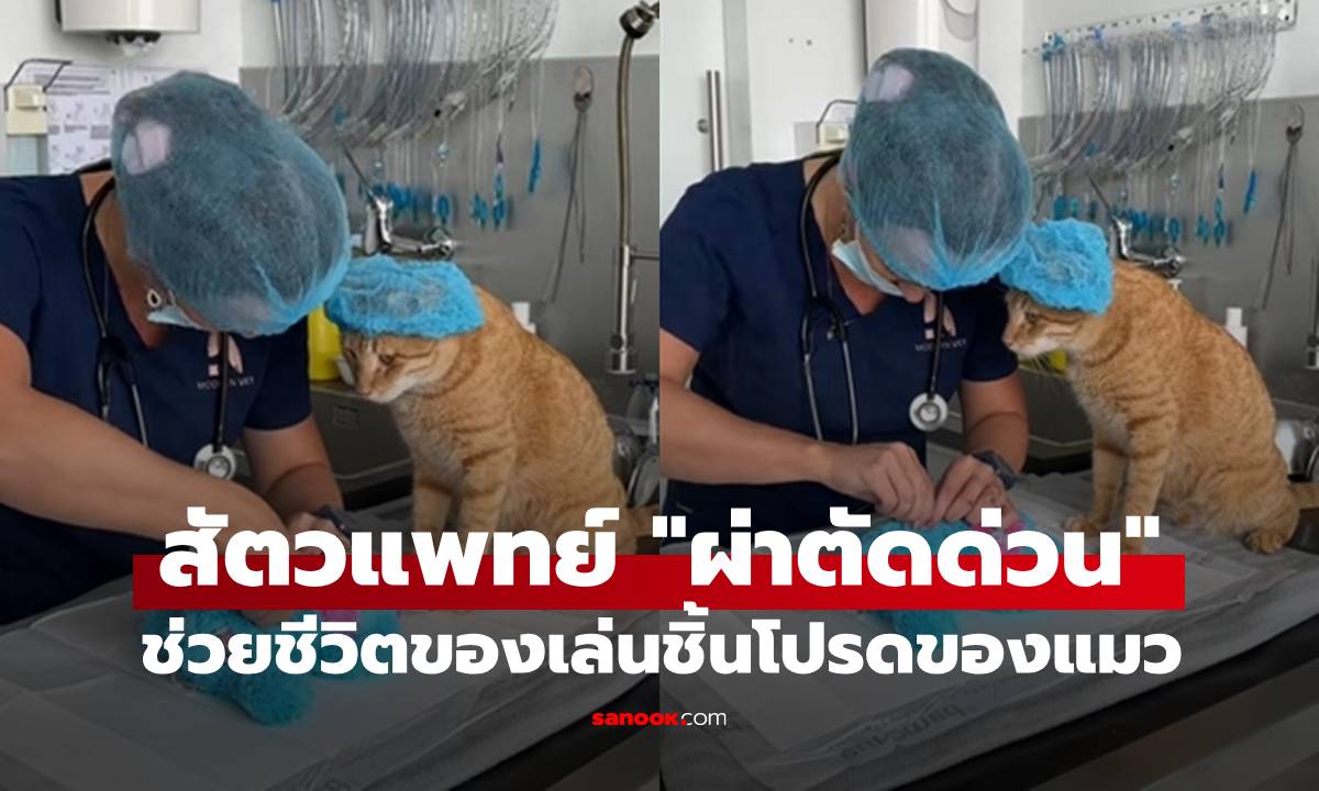 สัตวแพทย์รีบทำการ "ผ่าตัดด่วน" หลังเจ้าแมวเศร้า กัดของเล่นชิ้นโปรดจนพัง (มีคลิป)
