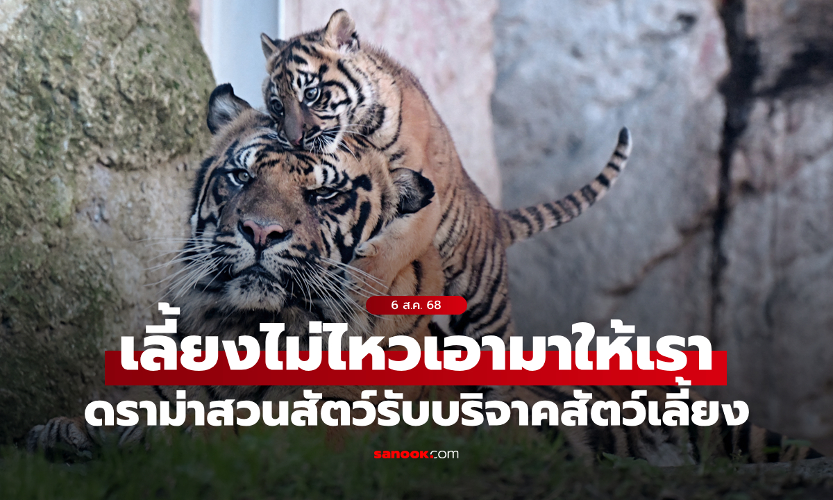 ดราม่าทันที! "สวนสัตว์เดนมาร์ก" ขอรับบริจาคสัตว์เลี้ยงเพื่อนำไปเป็นอาหารเสือ-สิงโต