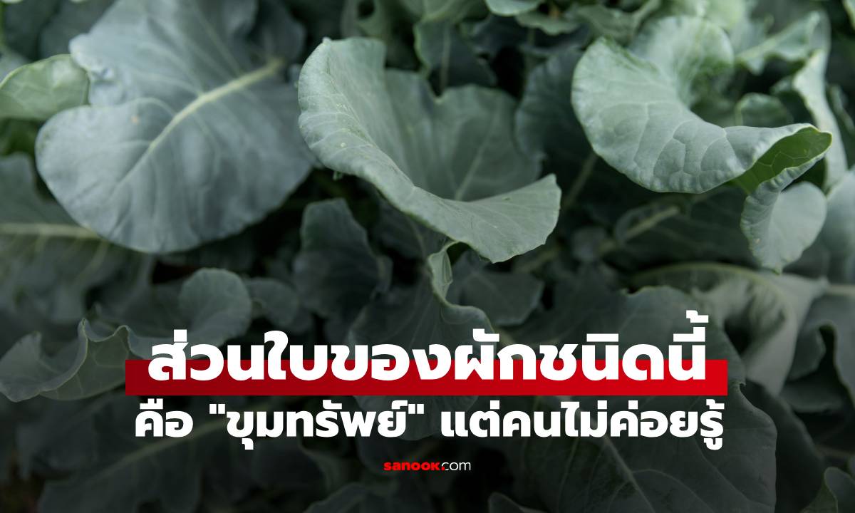 ผลวิจัยเผย ผัก 1 ชนิด คนไม่ค่อยรู้ว่าส่วน \
