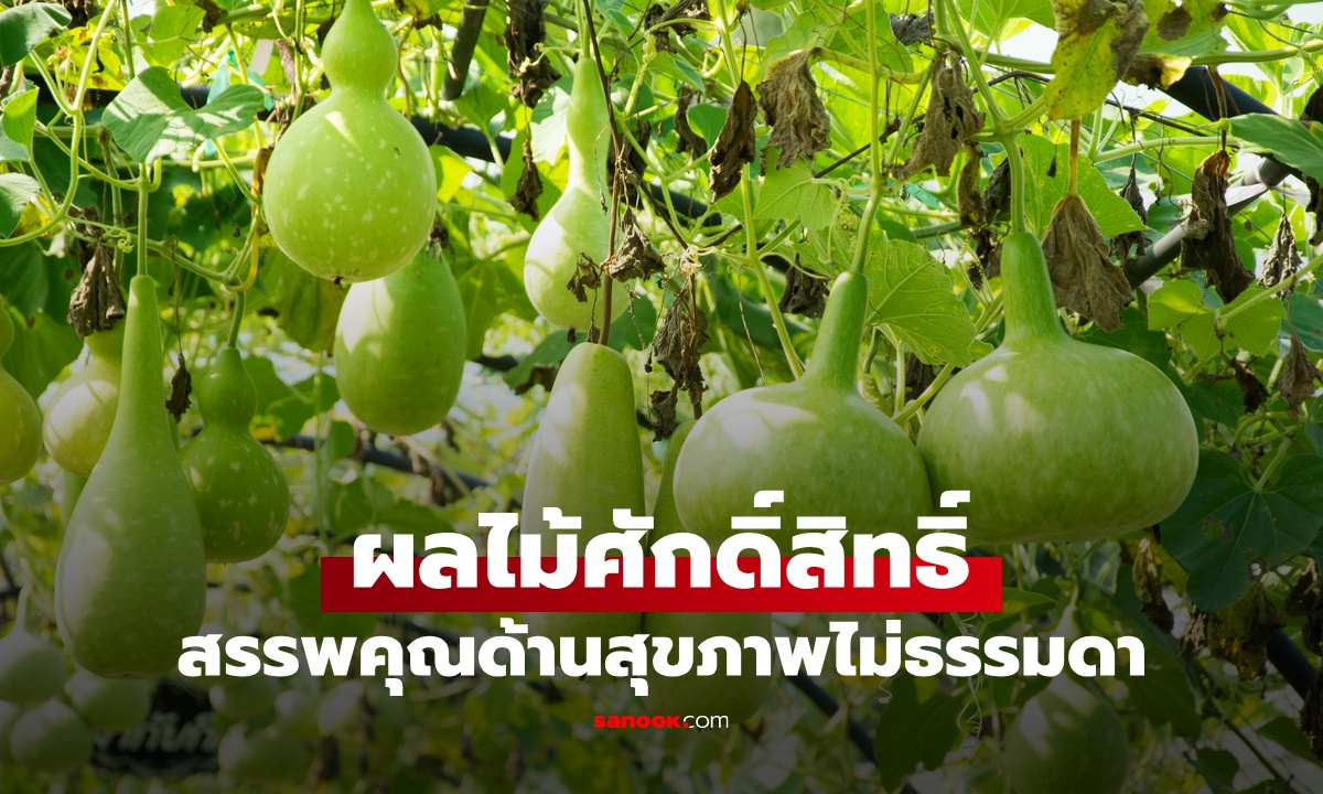 พืช 1 ชนิด ผลไม้ศักดิ์สิทธิ์ เชื่อกินแล้วอายุยืน 98 ปี สรรพคุณสมกับที่เป็นตำนาน