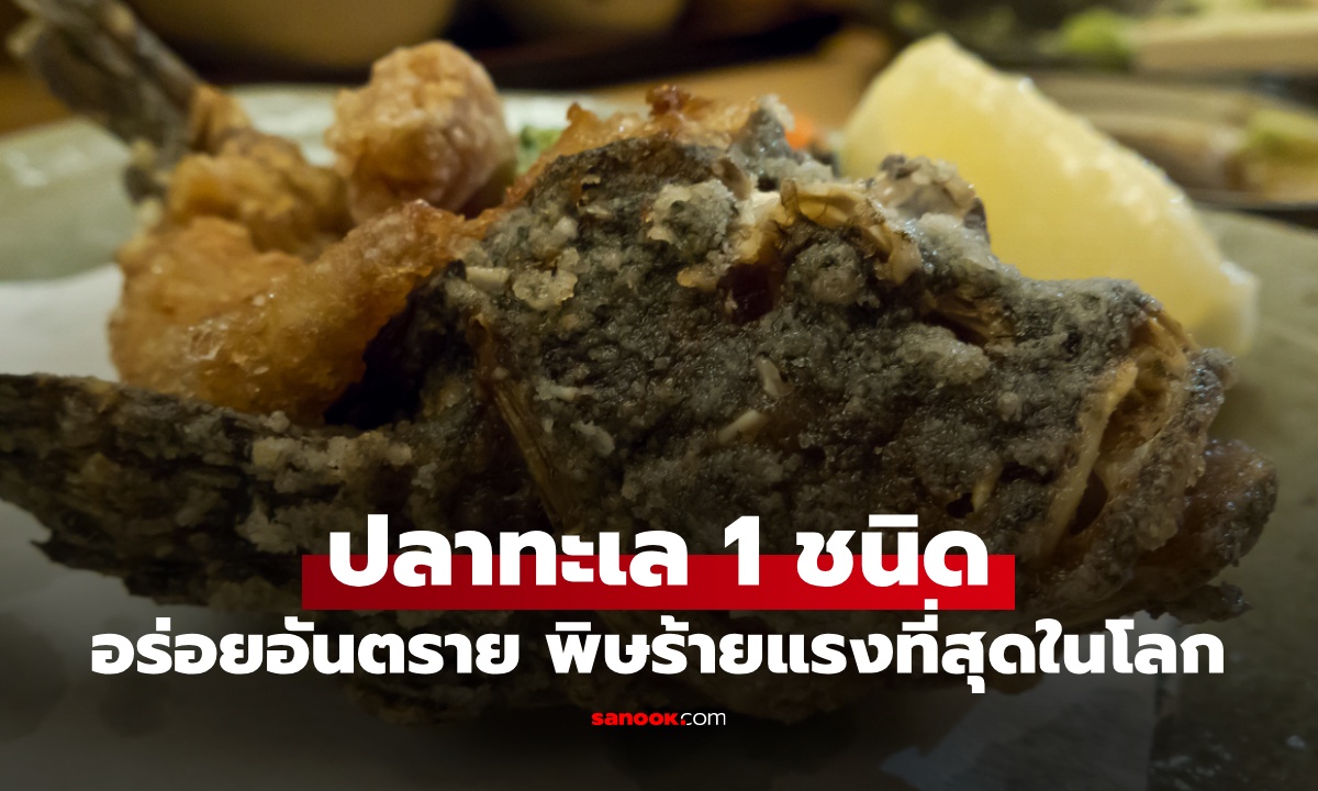 ปลาทะเล 1 ชนิด พิษร้ายแรงที่สุดในโลก อันตรายแค่ไหนก็กลายเป็นอาหารอันโอชะ