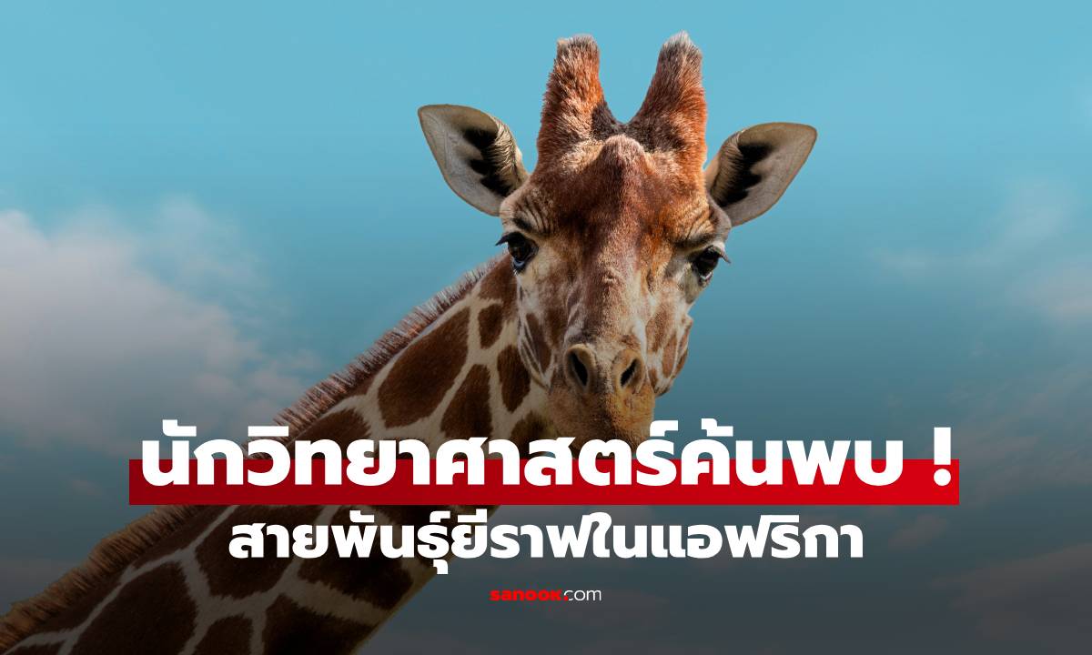 นักวิทย์ค้นพบ ! ยีราฟในแอฟริกาไม่ได้มีสายพันธุ์เดียว แต่มีถึง 4 สายพันธุ์