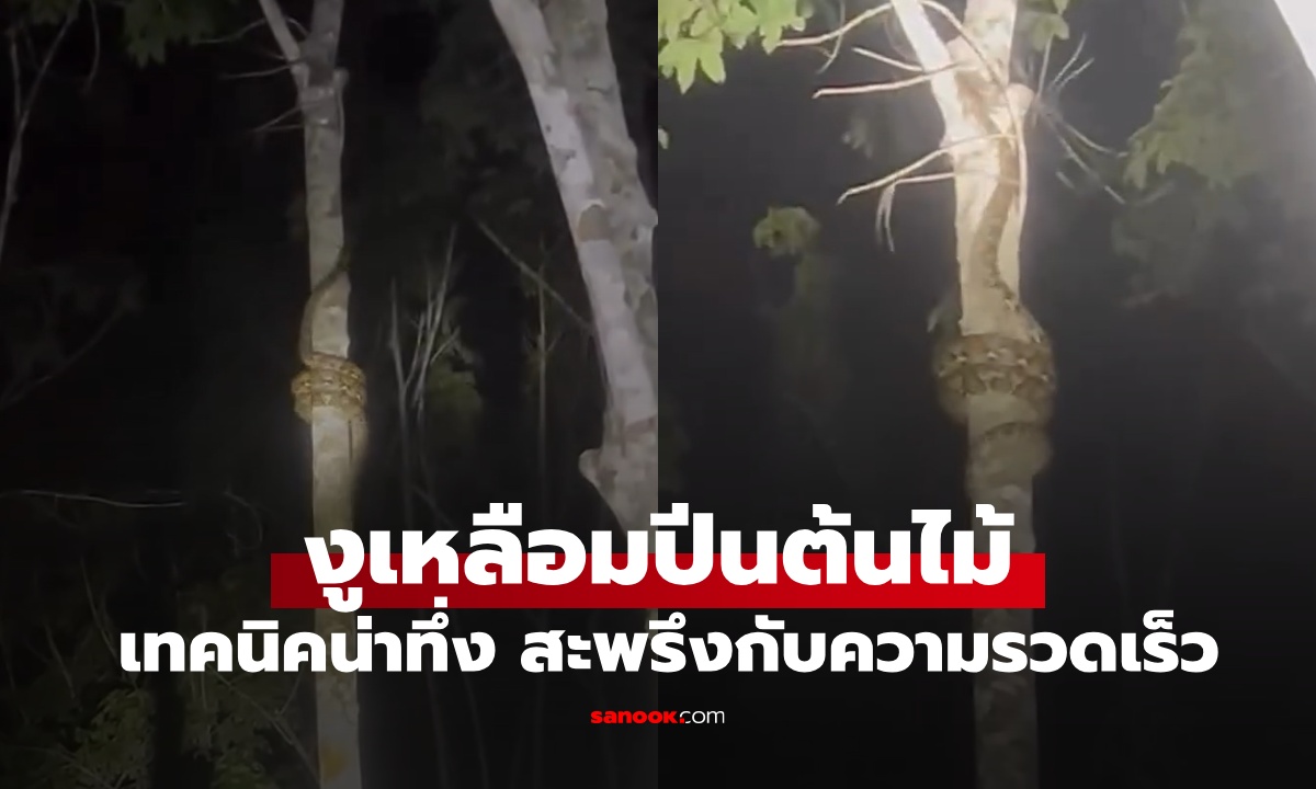 หายสงสัย งูเหลือมปีนต้นไม้ยังไง? เทคนิคม้วนตัวน่าทึ่ง สะพรึงกับความรวดเร็ว