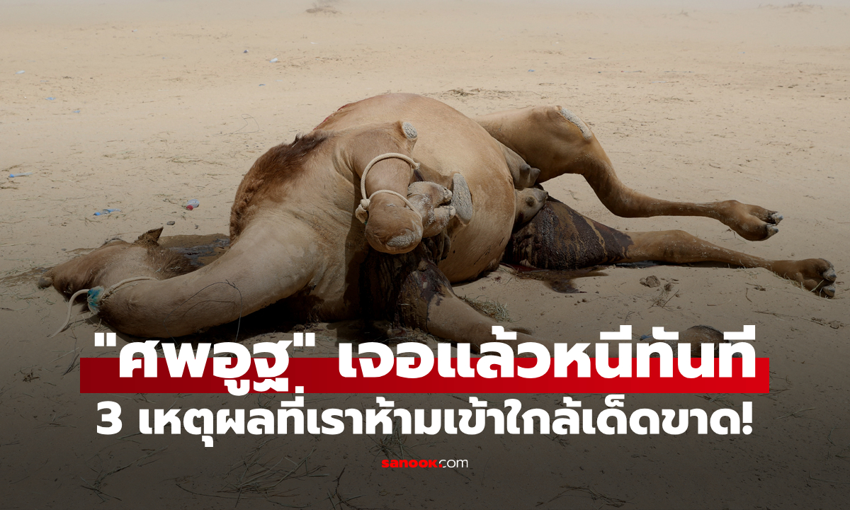 พิษร้ายกลางทะเลทราย: 3 เหตุผลที่เราห้ามอยู่ใกล้ \