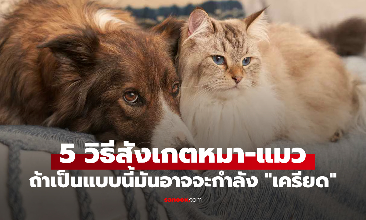 5 อาการของหมา–แมวที่แสดงว่า \