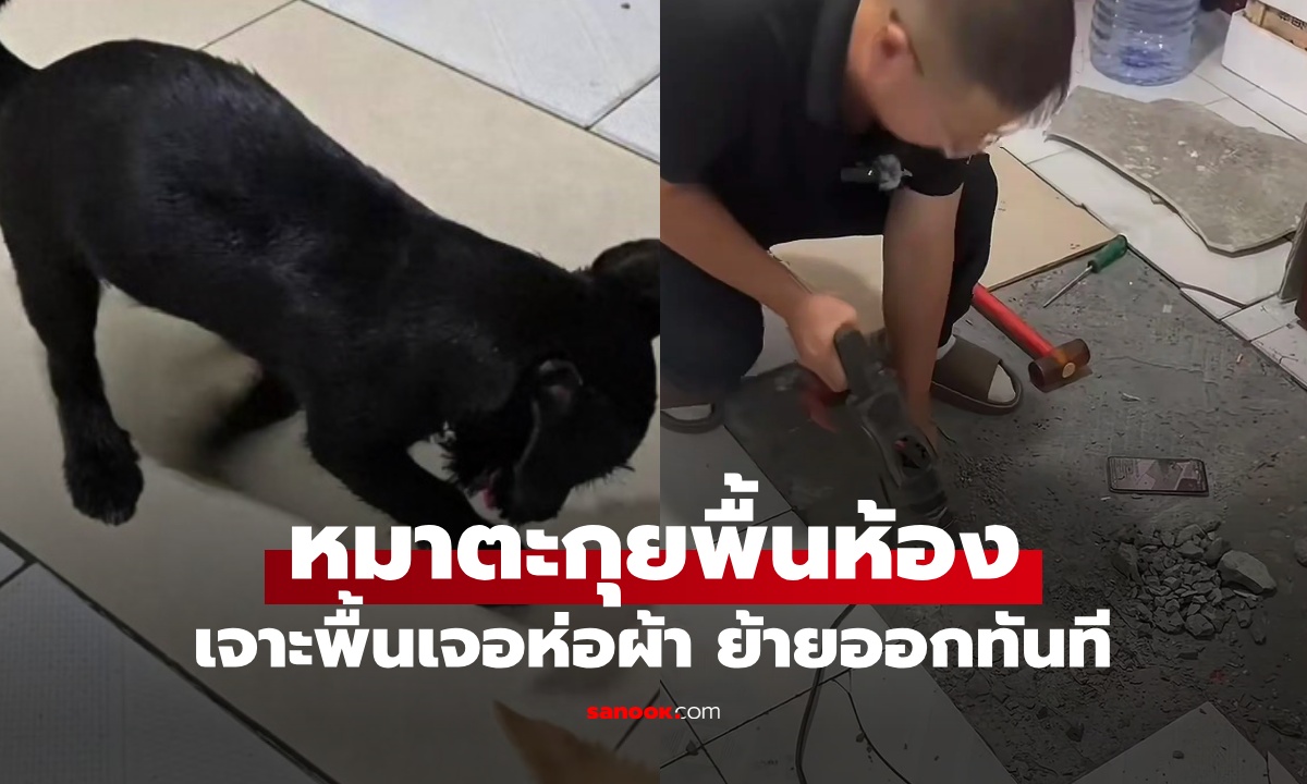 หนุ่มเช่าห้องใหม่ แปลกใจหมาตะกุยกระเบื้อง อึ้งงัดพื้นเจอ \