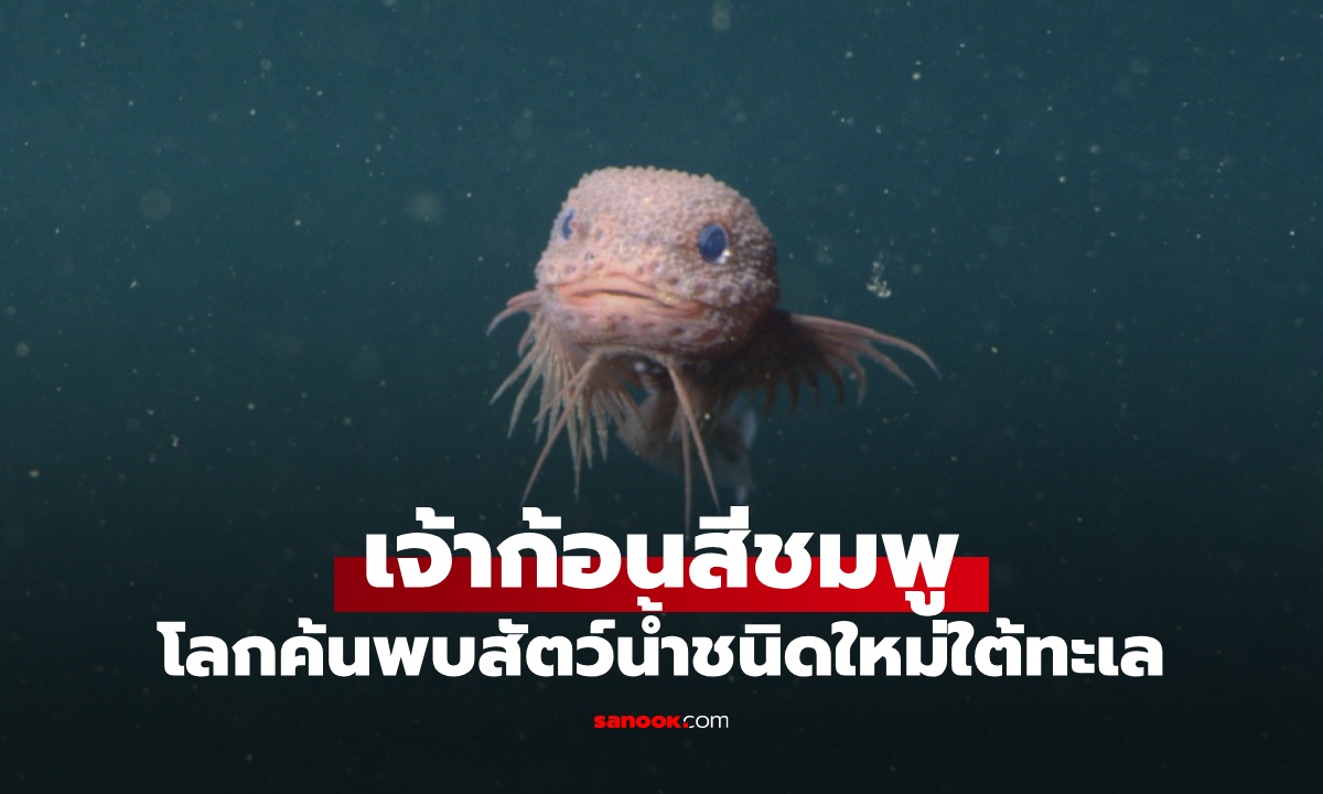 โลกค้นพบสัตว์น้ำสายพันธุ์ใหม่ \
