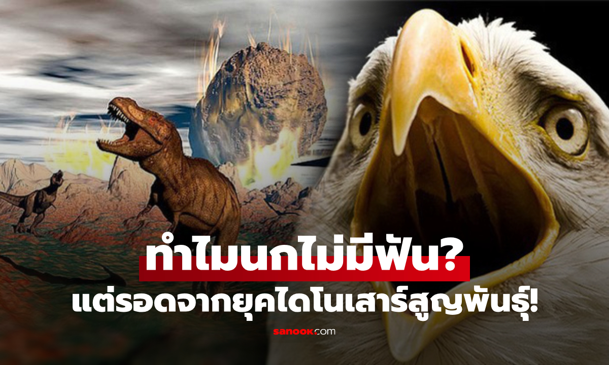 ทำไมนกไม่มีฟัน? ความลับวิวัฒนาการอัจฉริยะ ที่ช่วยให้ \