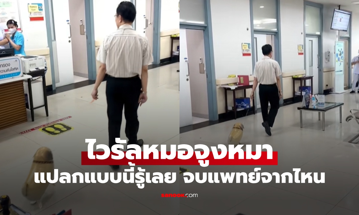 ไวรัลหมอจูงหมาใน รพ. เฉลยประวัติจบแพทย์จากไหน ชาวเน็ตไม่แปลกใจในความแปลก