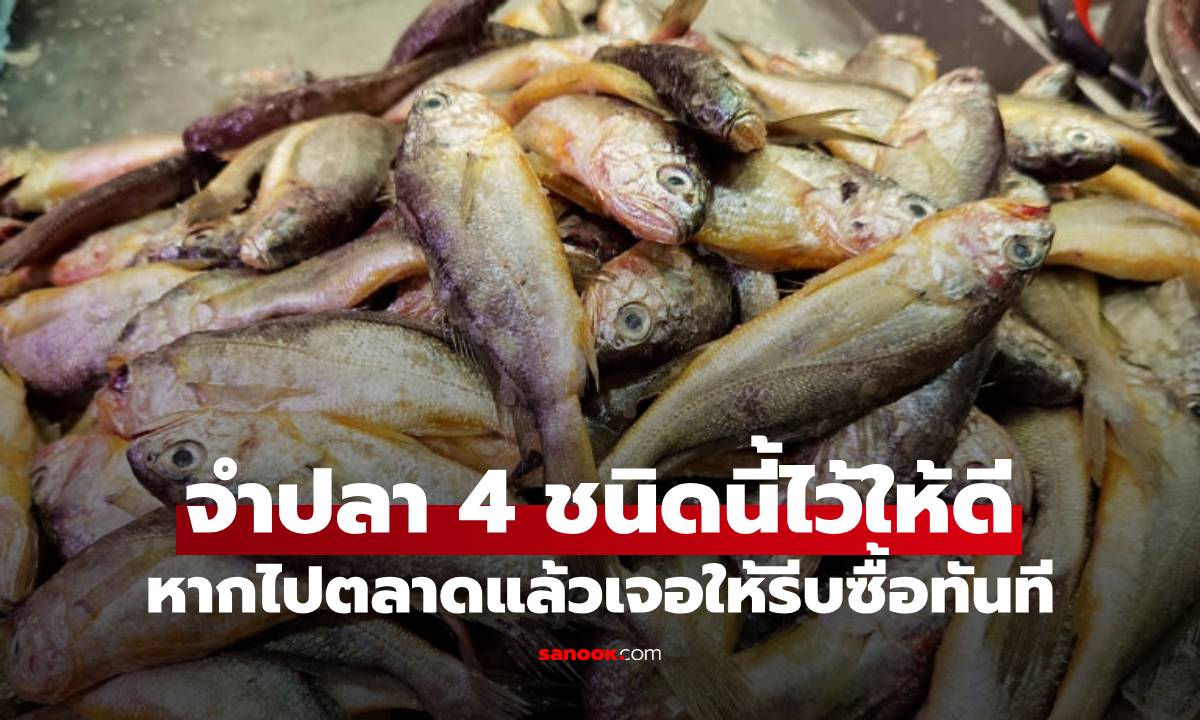 ไปตลาดซื้อปลา อย่าลืมสังเกตปลา 4 ชนิดนี้ ล้วนเป็นของดี มีคุณค่าทางโภชนาการสูง