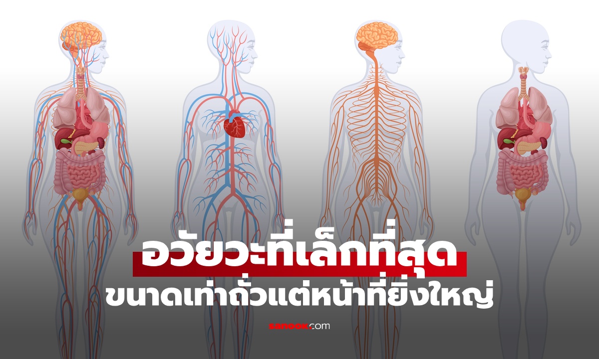 อวัยวะเล็กที่สุดในร่างกาย \