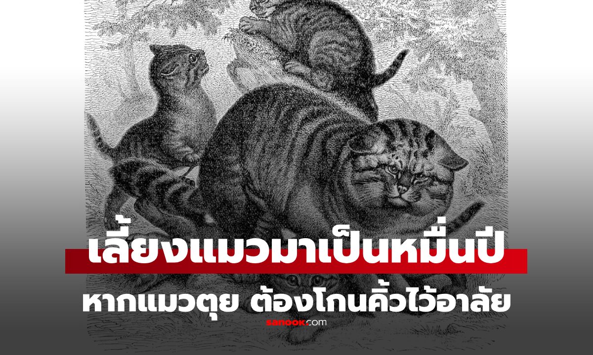มนุษย์เริ่มเลี้ยงแมวตั้งแต่เมื่อไหร่? เชื่อไหมว่าเลี้ยงมาเป็น \