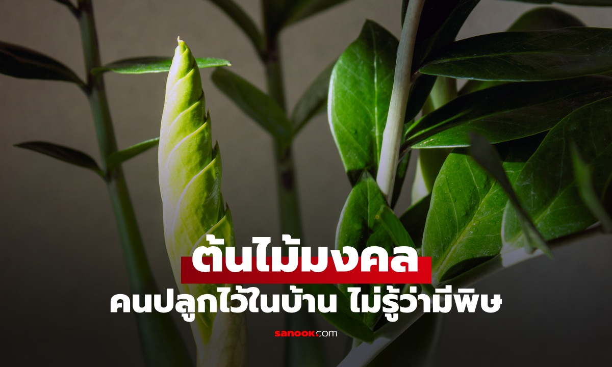 ต้นไม้มงคล 1 ชนิด ปลูกไว้ในบ้านเรียกโชคลาภ ความจริงซ่อน \