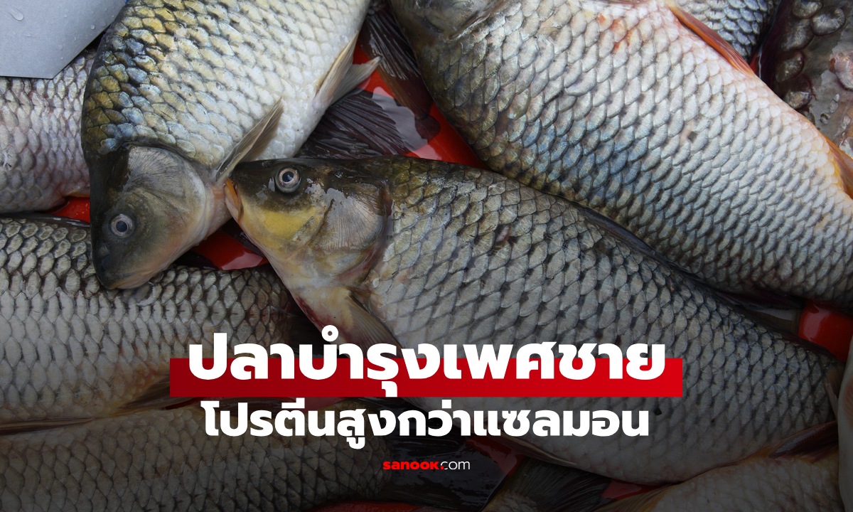ปลา 1 ชนิด เสริมสร้างฮอร์โมน “บำรุงผู้ชาย\